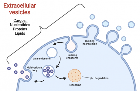 Figure 2: Diagram of the process of EVs formation, created with BioRender.com.